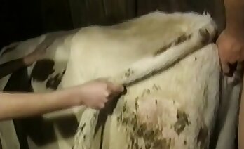 tierporno,zoo-porno-video