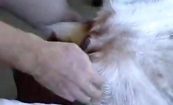 horoz,zoosex videoları