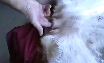 con gà trống,video zoosex