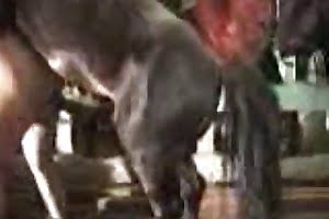 bestiality porn loves