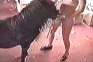 mastubbating horse porn