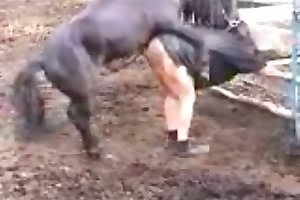 anal zoo horse porn