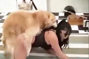 zoofil porn bestiality porn