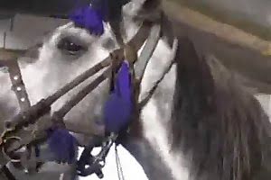 horse porn animal cum