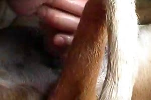 assertive animal fuck