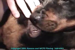 bestiality porn dog porn