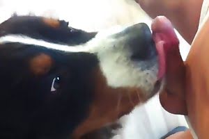 gay-animal-porn bestiality-videos