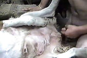 well-endowed guy-fucks-dog