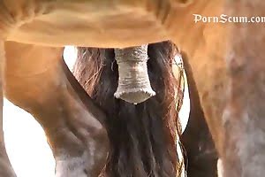 free-beastiality-porn bestiality-videos
