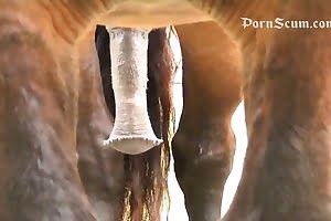 free-beastiality-porn bestiality-videos