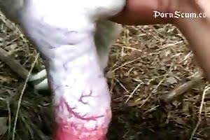 free-beastiality-porn bestiality-videos