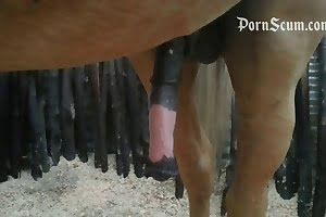 bestiality-videos horse porn