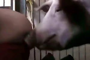 free-beastiality-porn bestiality-videos