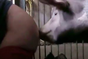 free-beastiality-porn bestiality-videos