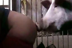 free-beastiality-porn bestiality-videos
