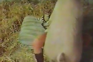 bestiality porn dog porn