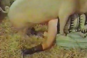 bestiality porn dog porn