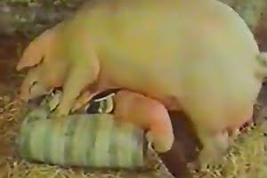 bestiality porn dog porn