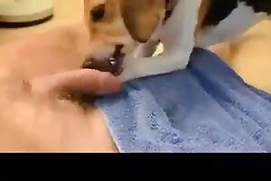 adorable dog porn