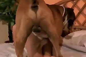 free-beastiality-porn dog porn