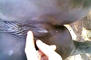 aesthetic horse porn