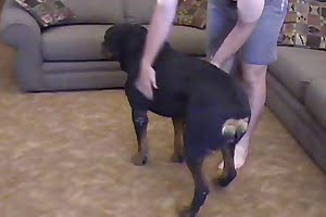 rottweiler animal fuck
