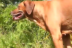 dog porn bestiality porn