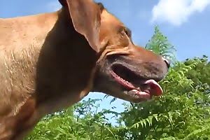 dog porn bestiality porn