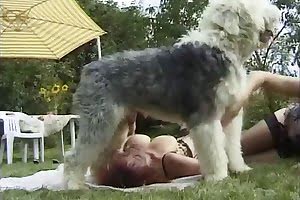 shaggy dog porn