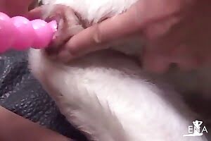 simply bestiality porn