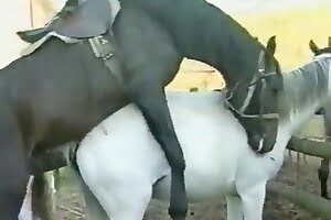girl horse porn