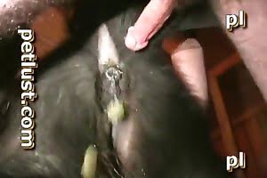 zoo pussy zoophile