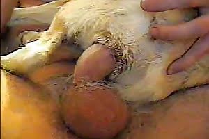 guy-fucks-dog animal fuck