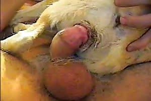 guy-fucks-dog animal fuck
