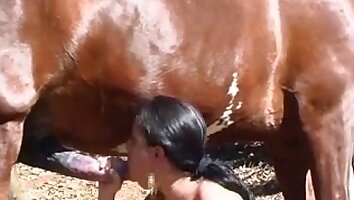 sexo duro con animales,Vídeo de sexo con caballos gratis
