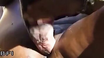 hardcore dyresex,hotte brunette piger
