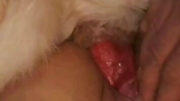 porno salvaje,video sexual de zoofilia