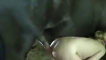 porno sauvage,vidéo de sexe de cheval gratuite
