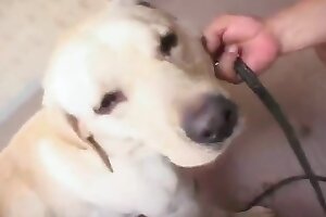 asian, dog-fucking-woman