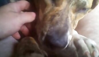 hardcore zoophilia,free zoo porn video