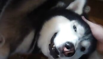 zooporno anal,video de sexo canino