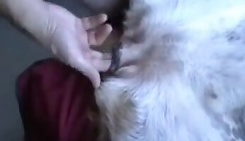 zoofilia hardcore,sexo sensual