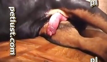 pet porn,dog porn