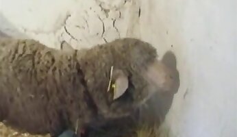 rough fucking,farm bestiality