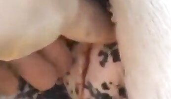 cực khoái tình dục nóng bỏng,video khiêu dâm động vật miễn phí