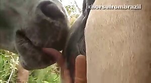 zoo porn,zoo sex videos